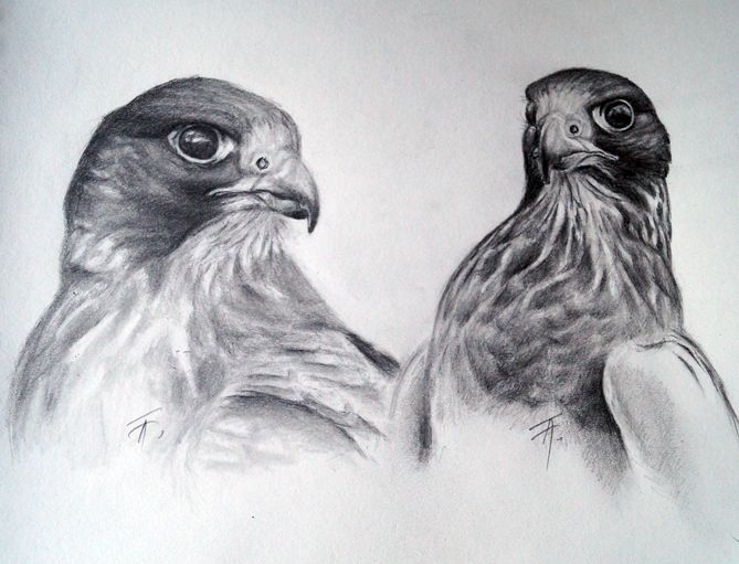 "Taisa" - Falco cherrug, juv., tmavá forma, ♀